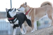 柴犬【・女の子・2021年2月3日・赤】「みんなのママ❣️」