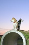 柴犬【・女の子・2021年2月3日・赤】「楓ちゃんの子供も一緒に育ててます。」