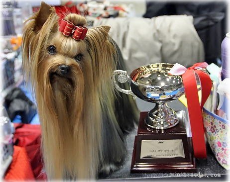 北野　郁絵(きたの　ふみえ)ブリーダー(北海道・ヨークシャーテリア・JKC登録)の紹介写真1