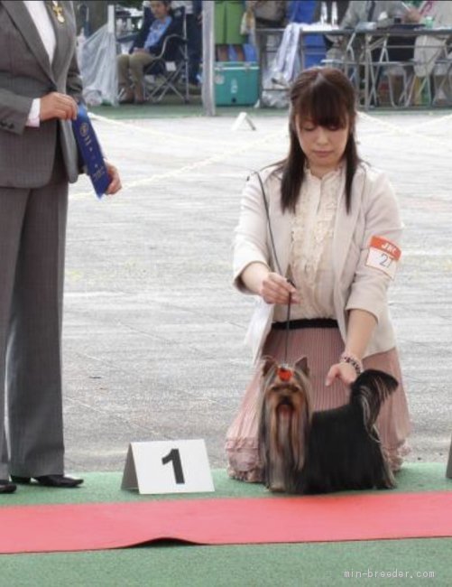 北野　郁絵(きたの　ふみえ)ブリーダー(北海道・ヨークシャーテリア・JKC登録)の紹介写真2