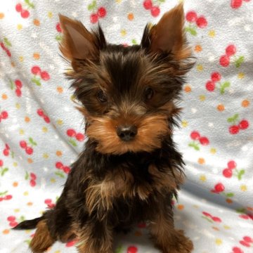 ヨークシャーテリア【北海道・男の子・2025年7月20日・スチールブルーアンドタン】の写真「穏やかな性格の可愛いお顔の男の子です」