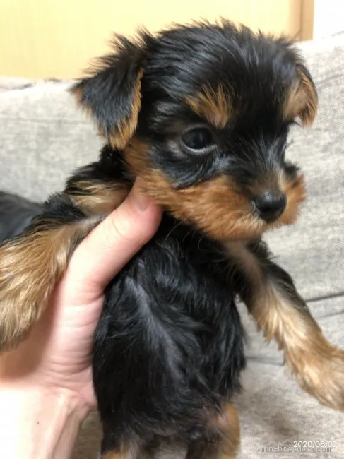 ID：2006-01248の子犬