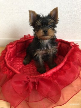 ヨークシャーテリア【北海道・男の子・2019年2月18日・スチールブルー アンド タン】の写真「明るくて活発な男の子」