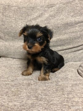 ヨークシャーテリア【北海道・男の子・2020年4月28日・スチールブルー & タン】の写真「マイペースな男の子です」