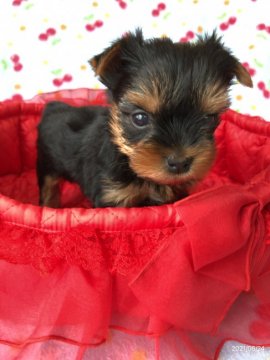 ヨークシャーテリア【北海道・女の子・2021年5月17日・スチールブルーアンドタン】の写真「5月17日生まれ　小さめの可愛い女の子」