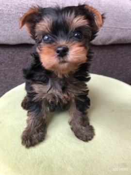 ヨークシャーテリア【北海道・男の子・2021年5月17日・スチールブルーアンドタン】の写真「5月17日生まれ 小さめで可愛い男の子」