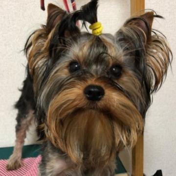 ヨークシャーテリア【北海道・女の子・2022年5月2日・スチールブルーアンドタン】の写真「パパはチャンピオン！可愛いお顔の元気な女の子です🎀」