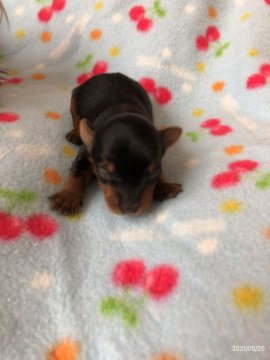 ヨークシャーテリア【北海道・男の子・2021年5月17日・スチールブルーアンドタン】の写真「5／17生まれの可愛くて小さめな男の子　1」