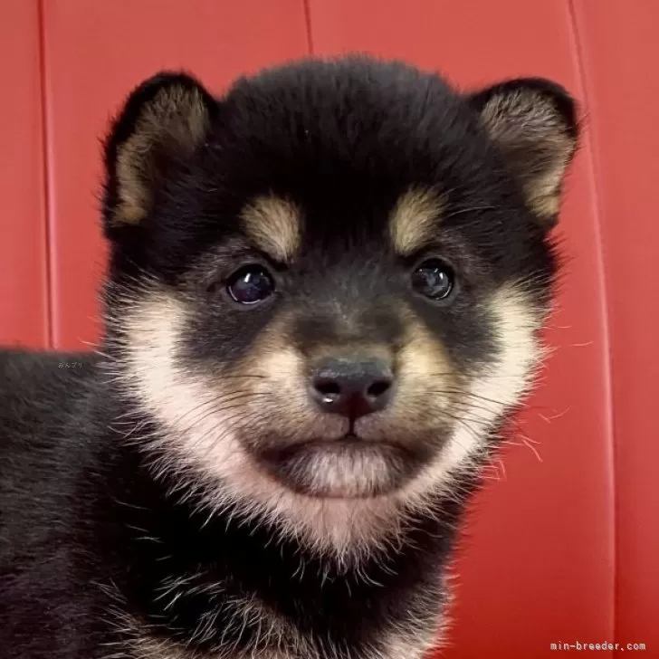 はな 様のお迎えした子犬