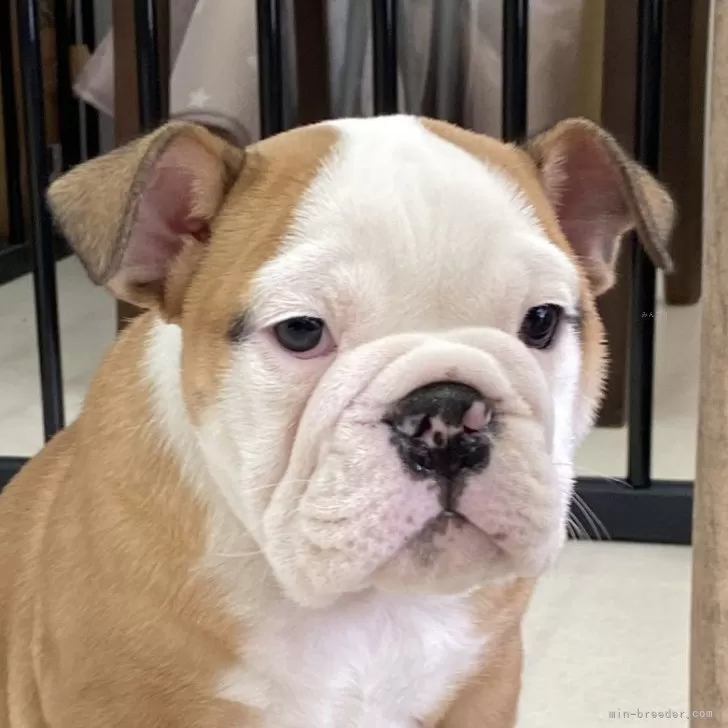 ID:2501-02640の子犬