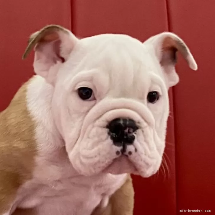 ID:2501-02642の子犬