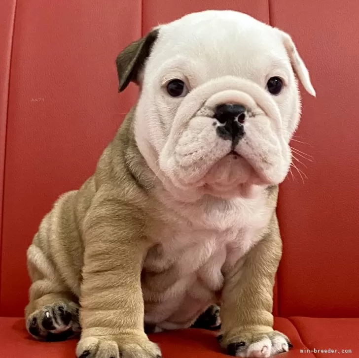 ID:2501-02639の子犬