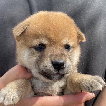 柴犬(豆柴)【熊本県・女の子・2025年7月28日・赤】の写真「🩷両親遺伝子クリア🩷」