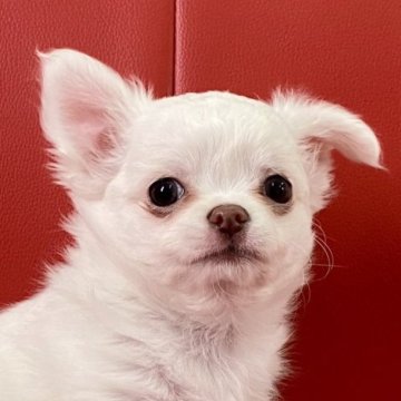 チワワ(ロング)【熊本県・男の子・2025年1月11日・クリーム】の写真「💚真っ白の可愛い男の子💚」