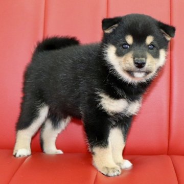 柴犬(標準サイズ)【熊本県・男の子・2025年8月20日・黒】の写真「🌟10/15までのネット限定販売🌟」