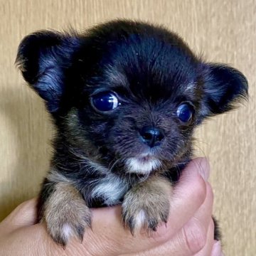 チワワ(ロング)【熊本県・女の子・2025年8月13日・ブラックタン】の写真「大人しめの小さい女の子✨」