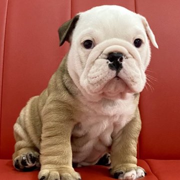 ブルドッグ【熊本県・男の子・2024年12月7日・レッド&ホワイト】の写真「💙クリクリお目目のかわいい男の子💙」