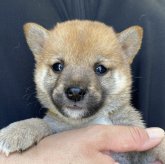 柴犬(豆柴)