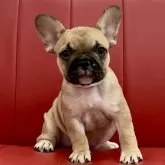 フレンチブルドッグ