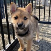 柴犬(豆柴)
