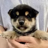 柴犬(標準サイズ)