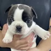 フレンチブルドッグ