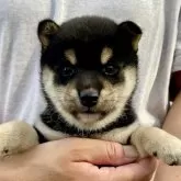 柴犬(標準サイズ)