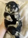 柴犬(標準サイズ)【熊本県・男の子・2025年8月20日・黒】の写真4