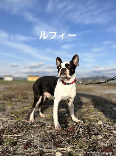 杉浦　真悟(すぎうら　しんご)ブリーダー(愛知県・ボストンテリアなど・JKC登録)の紹介写真8