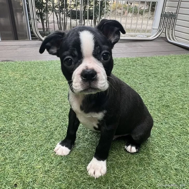 りな 様のお迎えした子犬