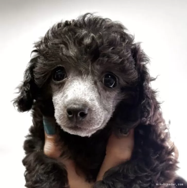 ID:2506-01194の子犬