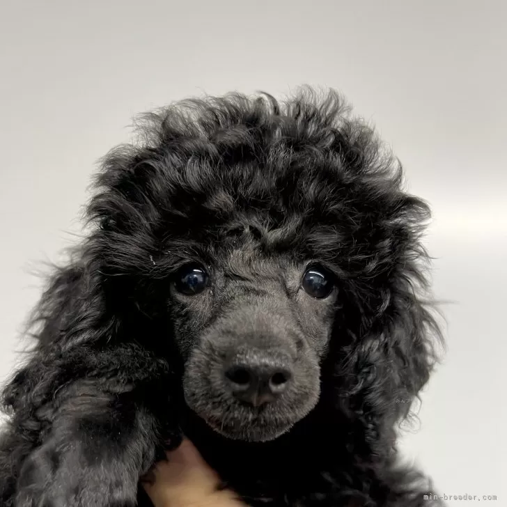 ID：2410-04407の子犬