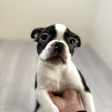 ボストンテリア【愛知県・男の子・2025年9月3日・ボストンカラー】の写真「小柄な男の子」