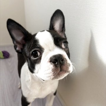 ボストンテリア【愛知県・男の子・2025年9月3日・ボストンカラー】の写真「10kg超え予想！」