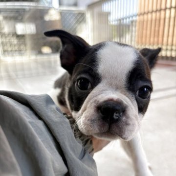 ボストンテリア【愛知県・男の子・2025年9月3日・ボストンカラー】の写真「元気で可愛い男の子」