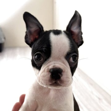 ボストンテリア【愛知県・女の子・2025年9月3日・ボストンカラー】の写真「とっても小さい女の子」