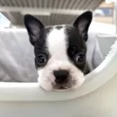 ボストンテリア
