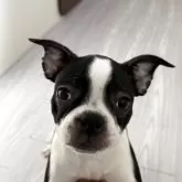 ボストンテリア