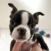 ボストンテリア