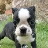 ボストンテリア