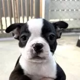 ボストンテリア