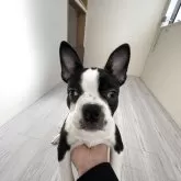 ボストンテリア