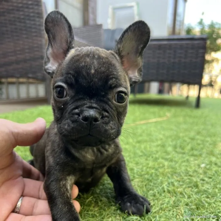 ID：2309-00444の子犬