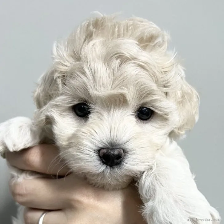 ID：2308-01099の子犬