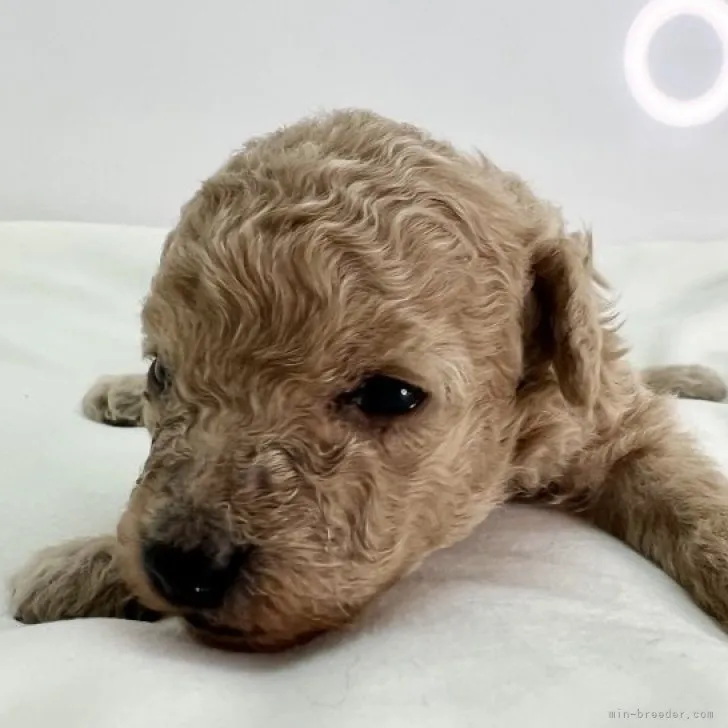 ID：2304-04468の子犬
