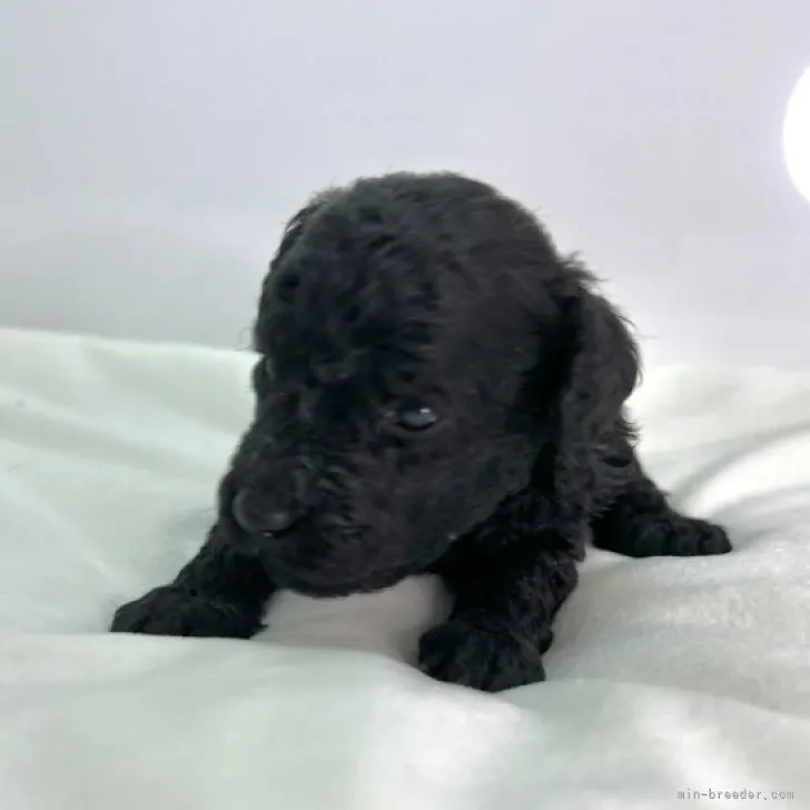 ID:2304-04467の子犬