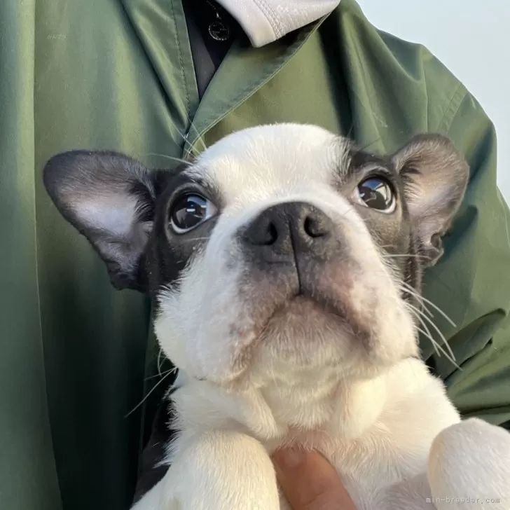 ID：2310-06095の子犬