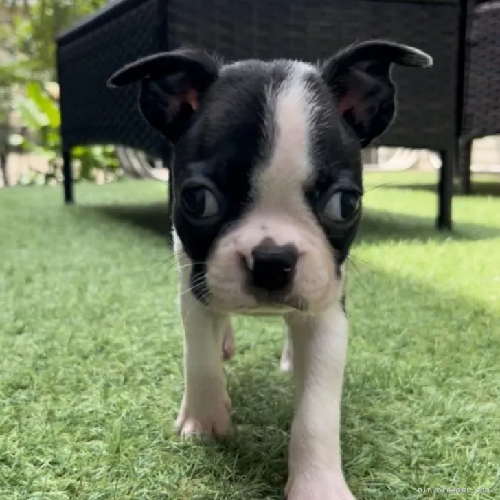 ID：2305-04315の子犬