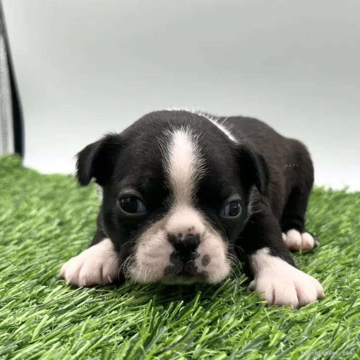 ID：2401-03559の子犬