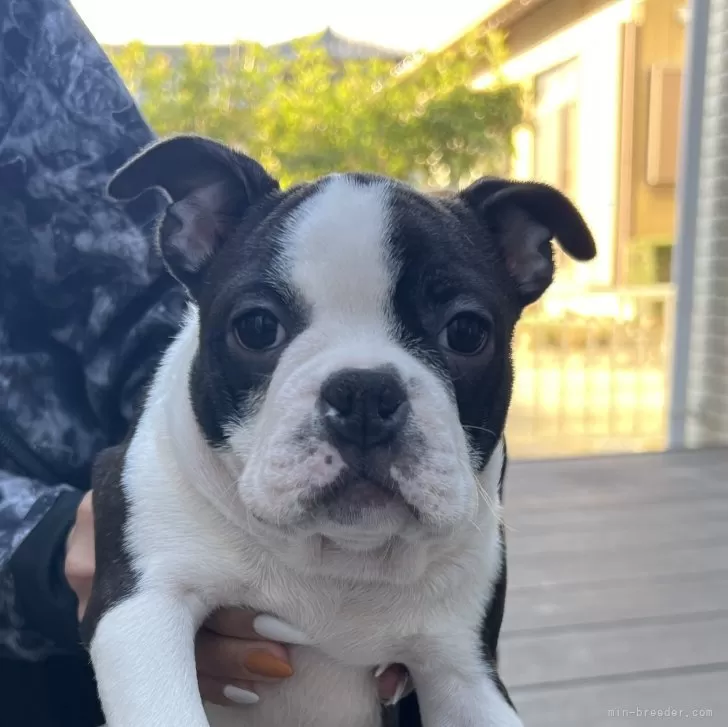 ID：2310-06080の子犬